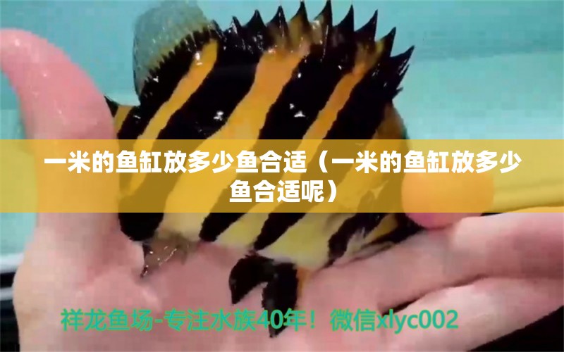 一米的魚(yú)缸放多少魚(yú)合適（一米的魚(yú)缸放多少魚(yú)合適呢）