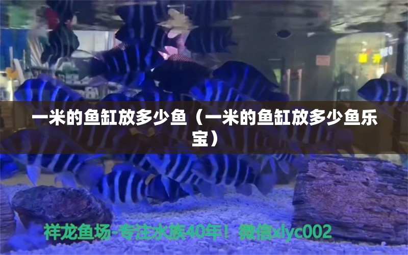 一米的魚缸放多少魚（一米的魚缸放多少魚樂寶）