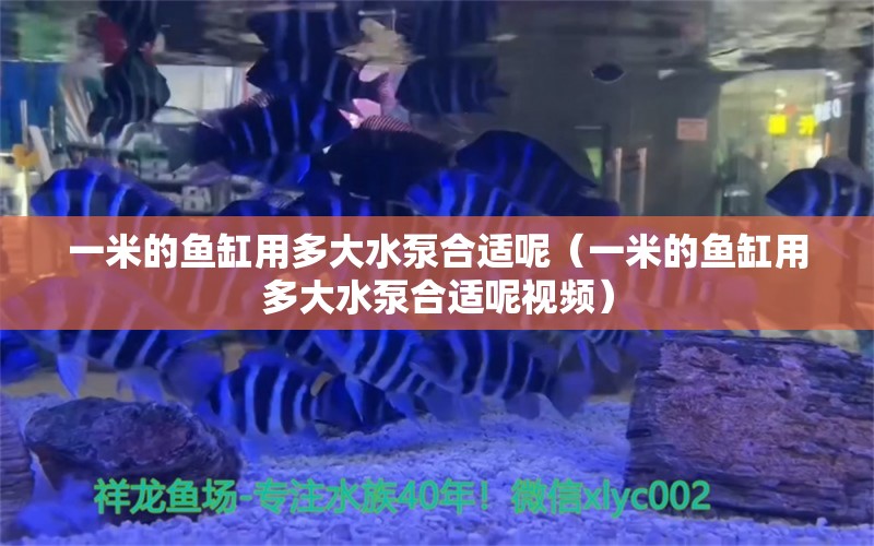 一米的魚缸用多大水泵合適呢（一米的魚缸用多大水泵合適呢視頻）