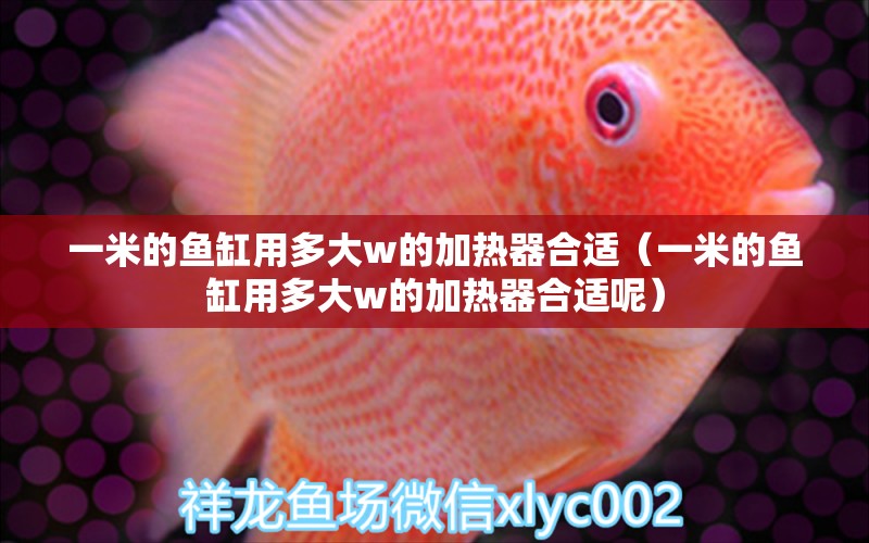 一米的魚(yú)缸用多大w的加熱器合適（一米的魚(yú)缸用多大w的加熱器合適呢）