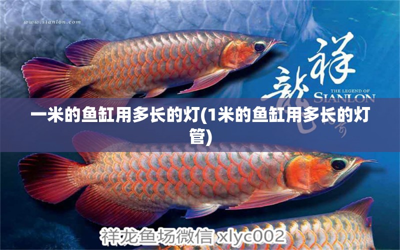 一米的魚(yú)缸用多長(zhǎng)的燈(1米的魚(yú)缸用多長(zhǎng)的燈管)