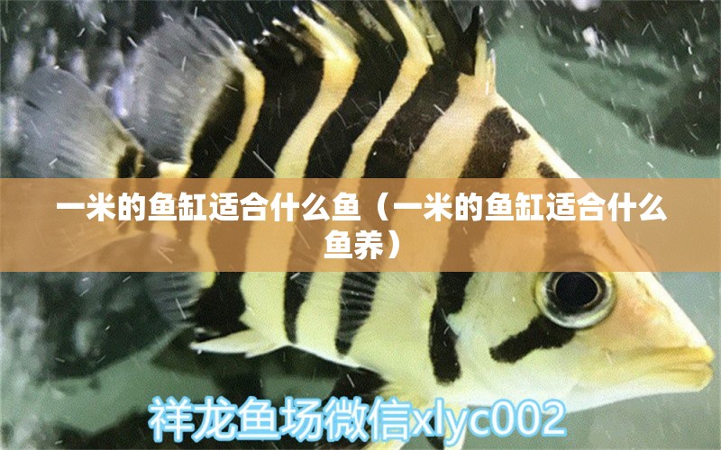 一米的魚缸適合什么魚（一米的魚缸適合什么魚養(yǎng)）