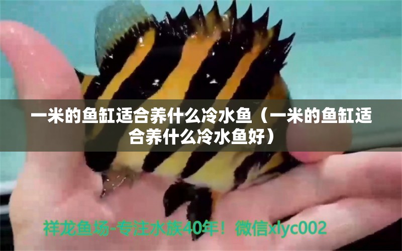 一米的魚缸適合養(yǎng)什么冷水魚（一米的魚缸適合養(yǎng)什么冷水魚好）