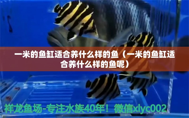 一米的魚缸適合養(yǎng)什么樣的魚（一米的魚缸適合養(yǎng)什么樣的魚呢） 魚缸百科