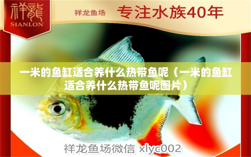 一米的魚缸適合養(yǎng)什么熱帶魚呢（一米的魚缸適合養(yǎng)什么熱帶魚呢圖片） 魚缸百科