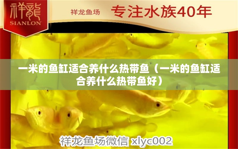 一米的魚缸適合養(yǎng)什么熱帶魚（一米的魚缸適合養(yǎng)什么熱帶魚好）