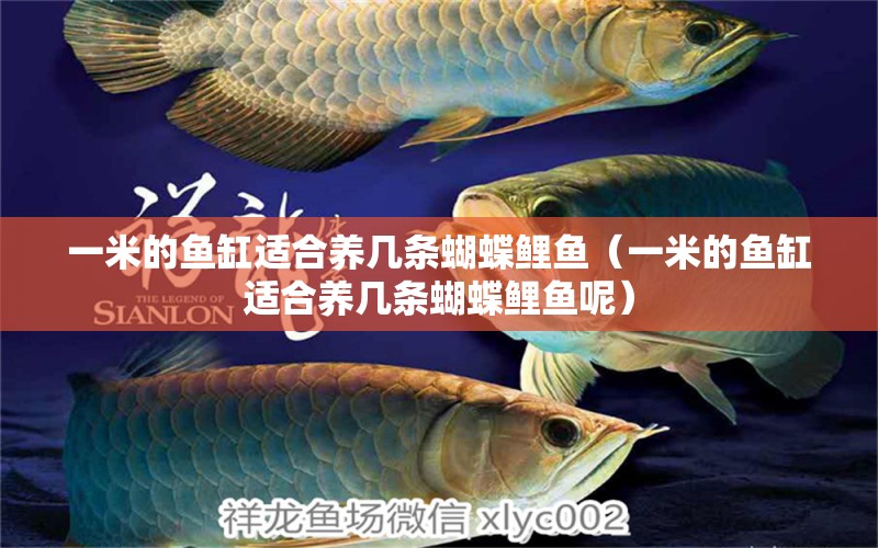 一米的魚缸適合養(yǎng)幾條蝴蝶鯉魚（一米的魚缸適合養(yǎng)幾條蝴蝶鯉魚呢）