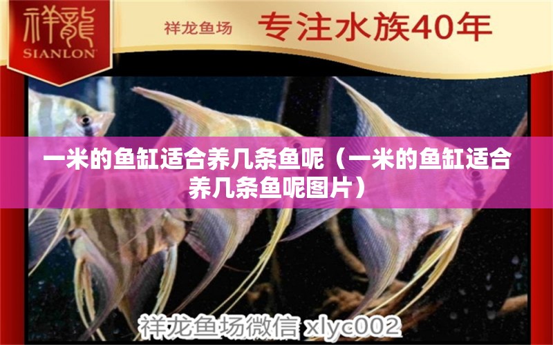 一米的魚缸適合養(yǎng)幾條魚呢（一米的魚缸適合養(yǎng)幾條魚呢圖片）