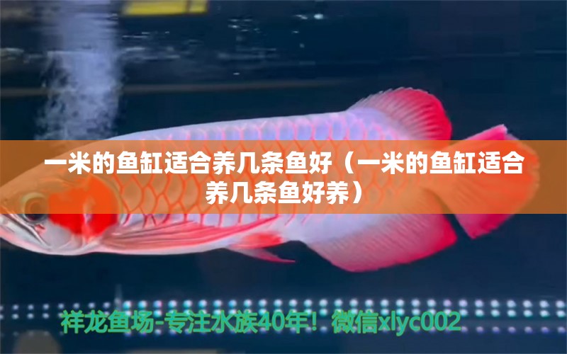 一米的魚缸適合養(yǎng)幾條魚好（一米的魚缸適合養(yǎng)幾條魚好養(yǎng)）