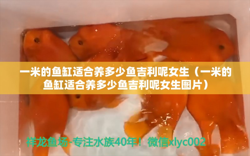 一米的魚缸適合養(yǎng)多少魚吉利呢女生（一米的魚缸適合養(yǎng)多少魚吉利呢女生圖片）