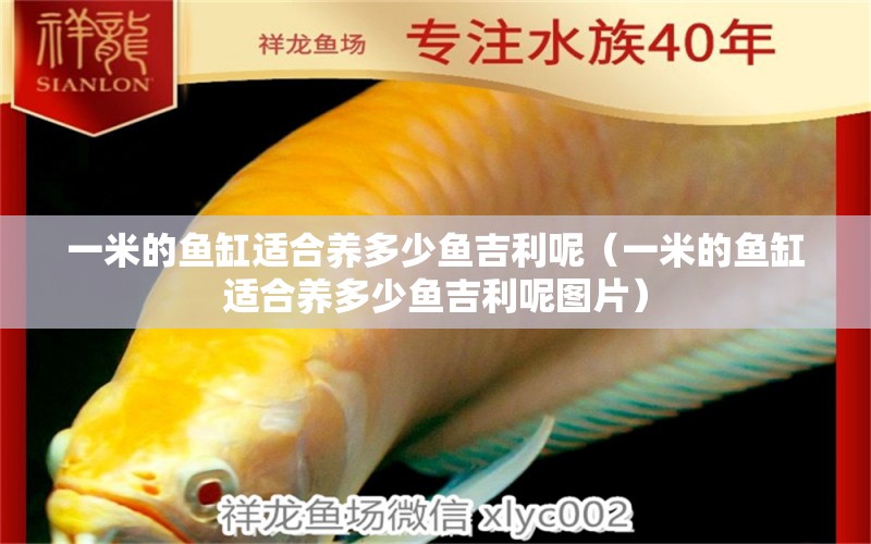 一米的魚(yú)缸適合養(yǎng)多少魚(yú)吉利呢（一米的魚(yú)缸適合養(yǎng)多少魚(yú)吉利呢圖片）