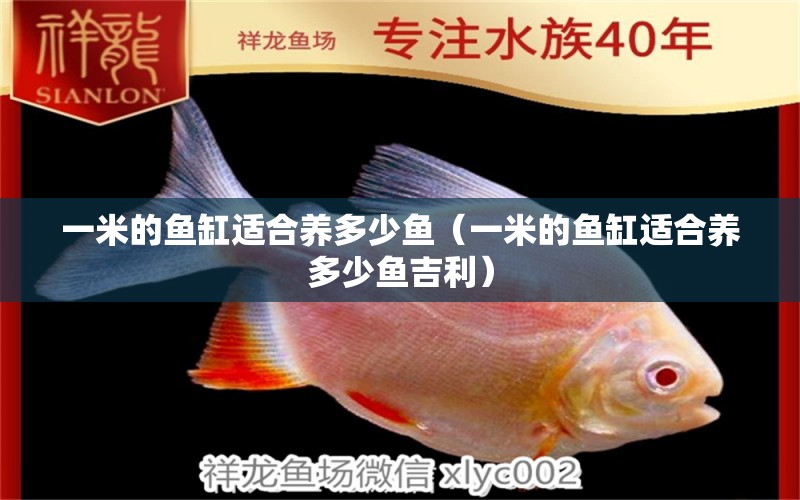 一米的魚(yú)缸適合養(yǎng)多少魚(yú)（一米的魚(yú)缸適合養(yǎng)多少魚(yú)吉利）