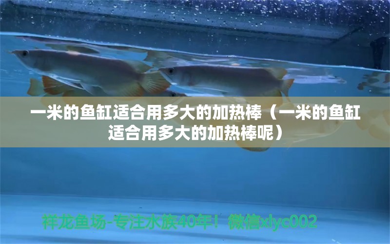 一米的魚缸適合用多大的加熱棒（一米的魚缸適合用多大的加熱棒呢） 魚缸百科