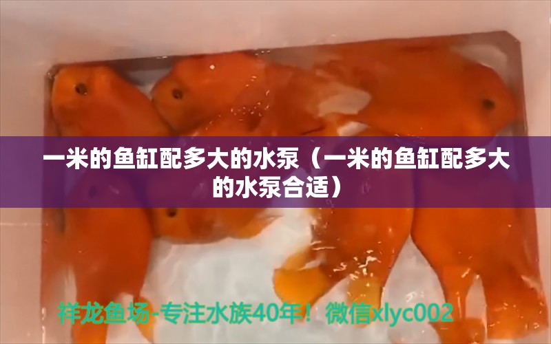 一米的魚缸配多大的水泵（一米的魚缸配多大的水泵合適）