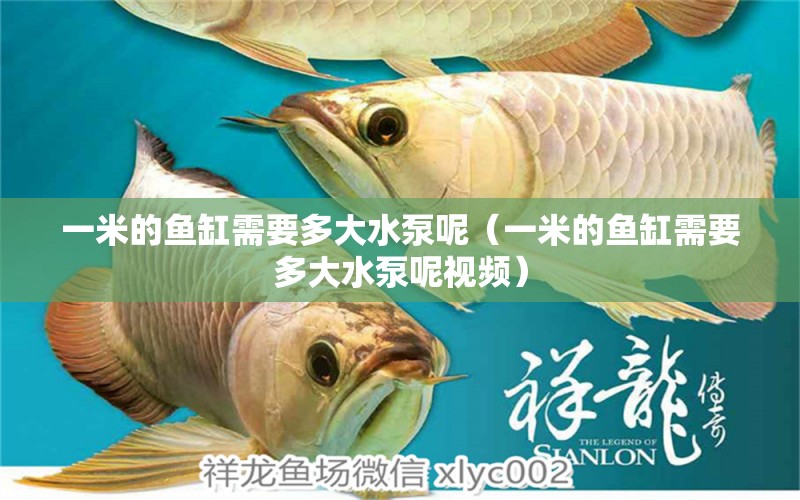 一米的魚缸需要多大水泵呢（一米的魚缸需要多大水泵呢視頻）