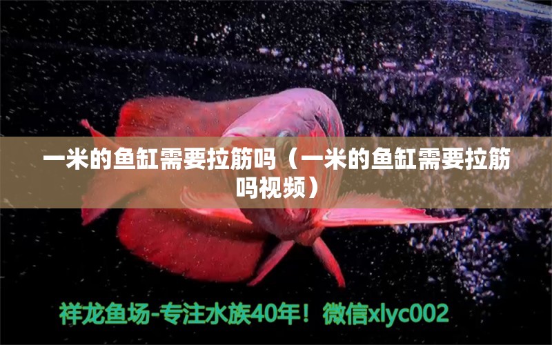 一米的魚缸需要拉筋嗎（一米的魚缸需要拉筋嗎視頻）