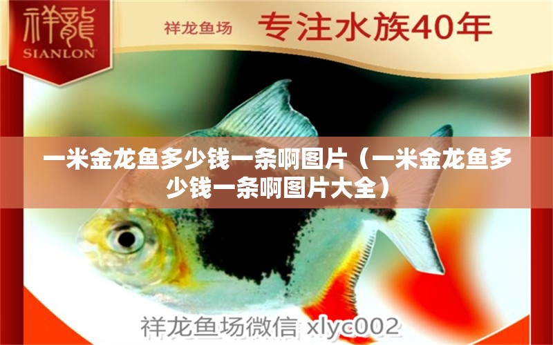 一米金龍魚(yú)多少錢一條啊圖片（一米金龍魚(yú)多少錢一條啊圖片大全） 海水魚(yú)（海水魚(yú)批發(fā)）