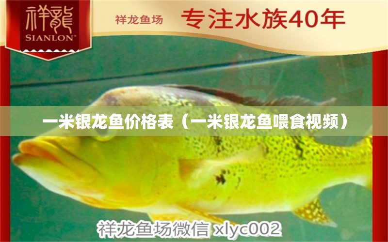 一米銀龍魚(yú)價(jià)格表（一米銀龍魚(yú)喂食視頻） 銀龍魚(yú)