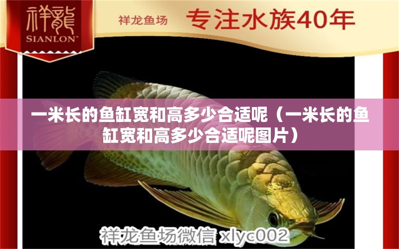 一米長(zhǎng)的魚缸寬和高多少合適呢（一米長(zhǎng)的魚缸寬和高多少合適呢圖片）