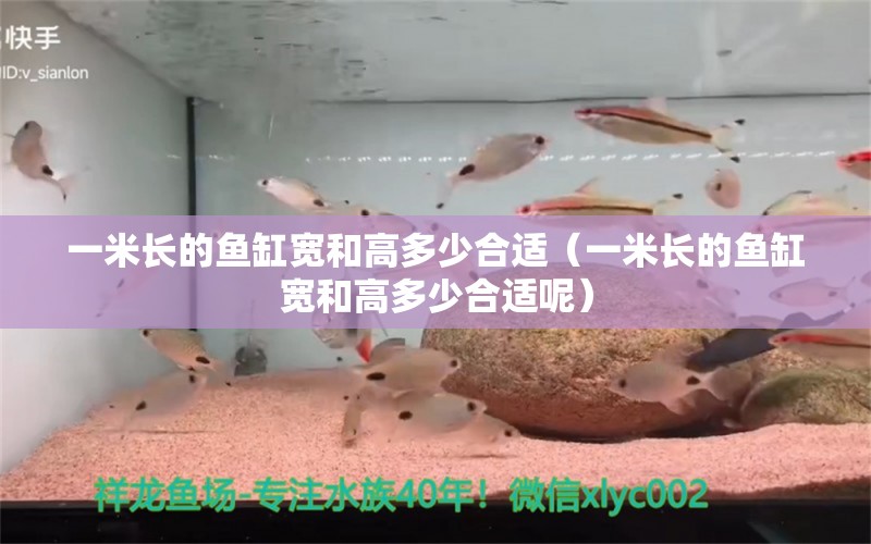 一米長(zhǎng)的魚缸寬和高多少合適（一米長(zhǎng)的魚缸寬和高多少合適呢）