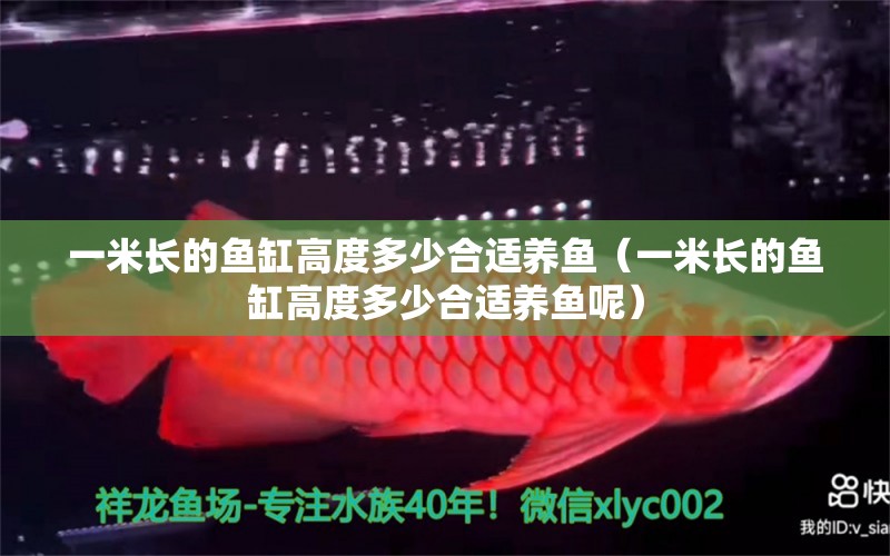 一米長的魚缸高度多少合適養(yǎng)魚（一米長的魚缸高度多少合適養(yǎng)魚呢） 其他品牌魚缸