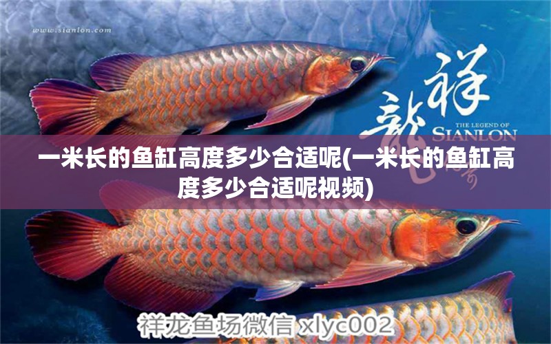 一米長的魚缸高度多少合適呢(一米長的魚缸高度多少合適呢視頻) 成吉思汗鯊（球鯊）魚 第1張