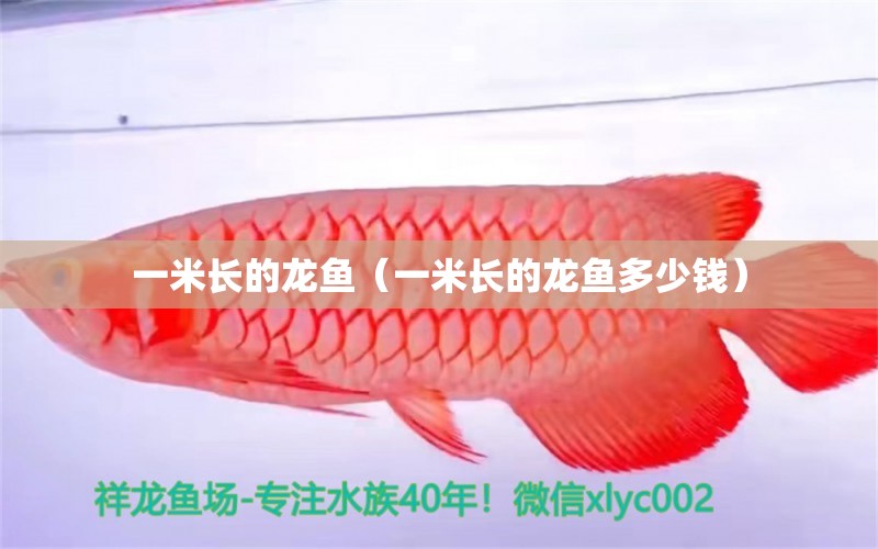 一米長(zhǎng)的龍魚(yú)（一米長(zhǎng)的龍魚(yú)多少錢(qián)） 女王大帆魚(yú)