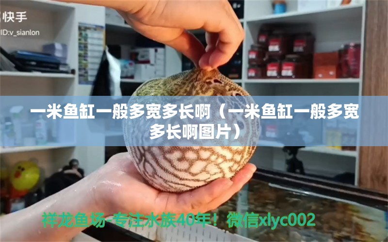 一米魚缸一般多寬多長?。ㄒ幻佐~缸一般多寬多長啊圖片） 魚缸百科