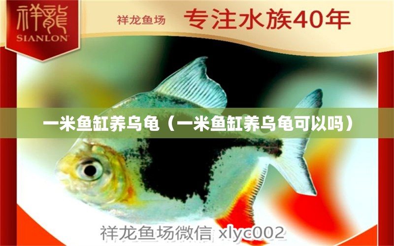 一米魚缸養(yǎng)烏龜（一米魚缸養(yǎng)烏龜可以嗎） 烏龜