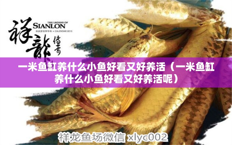 一米魚(yú)缸養(yǎng)什么小魚(yú)好看又好養(yǎng)活（一米魚(yú)缸養(yǎng)什么小魚(yú)好看又好養(yǎng)活呢）