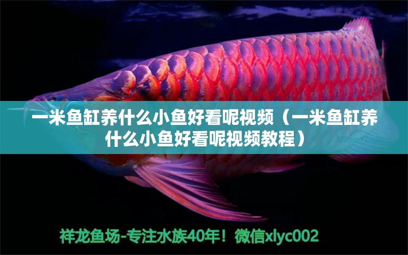 一米魚缸養(yǎng)什么小魚好看呢視頻（一米魚缸養(yǎng)什么小魚好看呢視頻教程） 魚缸百科