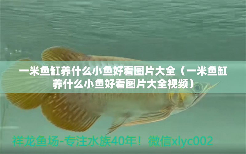 一米魚(yú)缸養(yǎng)什么小魚(yú)好看圖片大全（一米魚(yú)缸養(yǎng)什么小魚(yú)好看圖片大全視頻） 魚(yú)缸百科