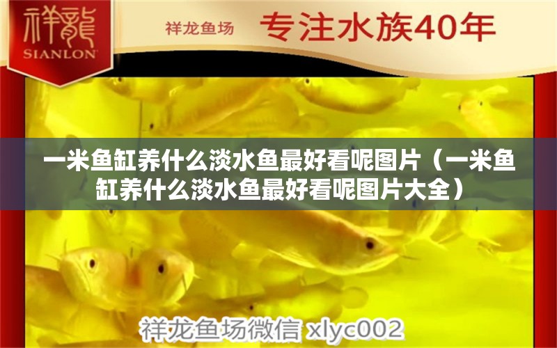 一米魚(yú)缸養(yǎng)什么淡水魚(yú)最好看呢圖片（一米魚(yú)缸養(yǎng)什么淡水魚(yú)最好看呢圖片大全）