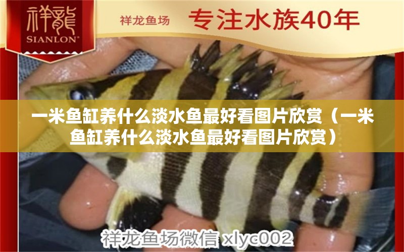 一米魚缸養(yǎng)什么淡水魚最好看圖片欣賞（一米魚缸養(yǎng)什么淡水魚最好看圖片欣賞） 魚缸百科