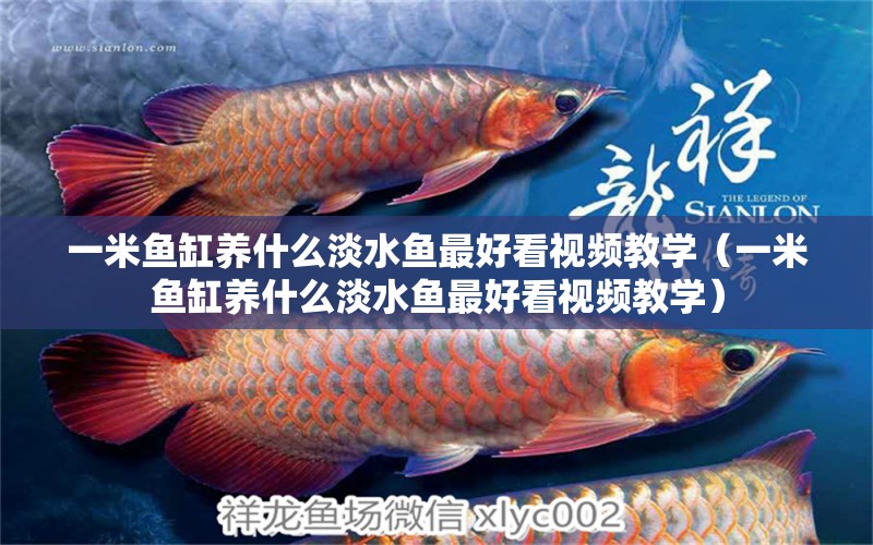 一米魚缸養(yǎng)什么淡水魚最好看視頻教學(xué)（一米魚缸養(yǎng)什么淡水魚最好看視頻教學(xué)） 魚缸百科