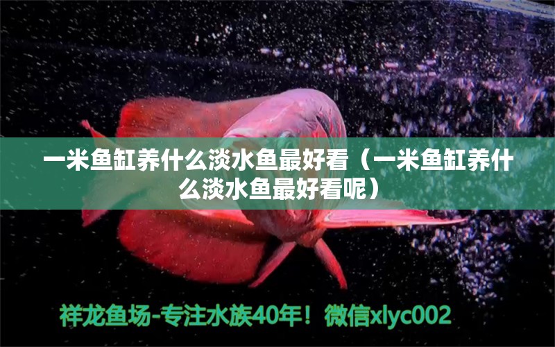 一米魚缸養(yǎng)什么淡水魚最好看（一米魚缸養(yǎng)什么淡水魚最好看呢） 魚缸百科