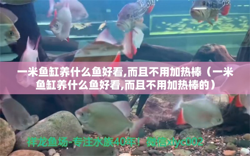 一米魚缸養(yǎng)什么魚好看,而且不用加熱棒（一米魚缸養(yǎng)什么魚好看,而且不用加熱棒的）