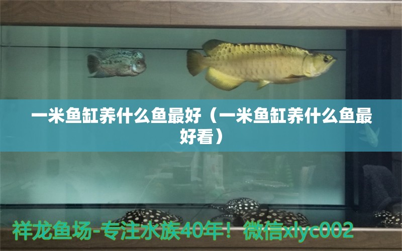 一米魚缸養(yǎng)什么魚最好（一米魚缸養(yǎng)什么魚最好看） 魚缸百科