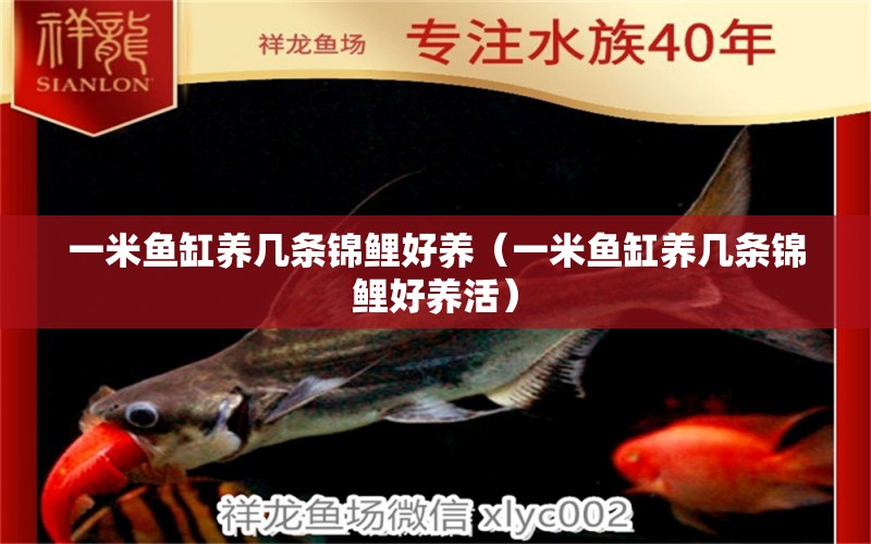 一米魚(yú)缸養(yǎng)幾條錦鯉好養(yǎng)（一米魚(yú)缸養(yǎng)幾條錦鯉好養(yǎng)活） 魚(yú)缸百科