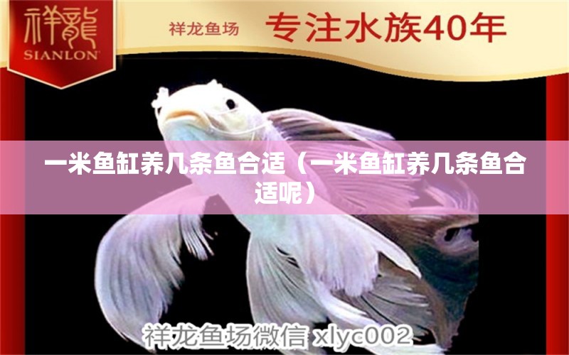 一米魚缸養(yǎng)幾條魚合適（一米魚缸養(yǎng)幾條魚合適呢） 魚缸百科