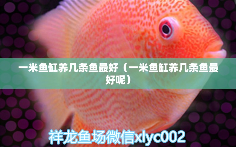 一米魚缸養(yǎng)幾條魚最好（一米魚缸養(yǎng)幾條魚最好呢） 魚缸百科