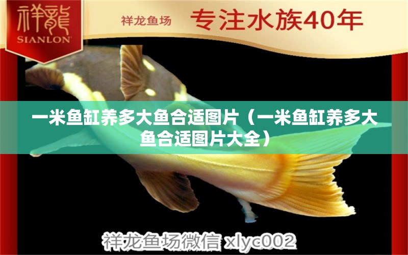 一米魚缸養(yǎng)多大魚合適圖片（一米魚缸養(yǎng)多大魚合適圖片大全） 魚缸百科