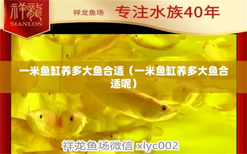 一米魚缸養(yǎng)多大魚合適（一米魚缸養(yǎng)多大魚合適呢）