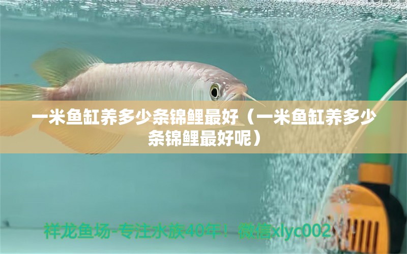 一米魚缸養(yǎng)多少條錦鯉最好（一米魚缸養(yǎng)多少條錦鯉最好呢） 魚缸百科