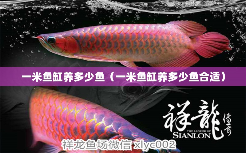 一米魚缸養(yǎng)多少魚（一米魚缸養(yǎng)多少魚合適） 魚缸百科