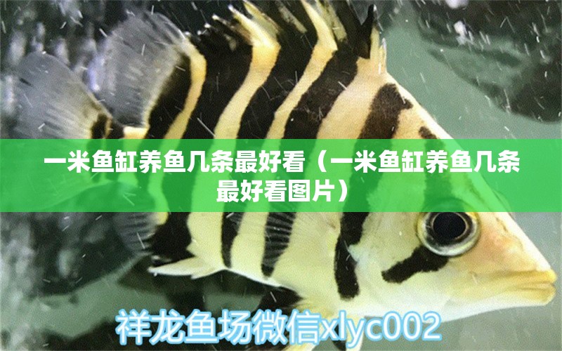 一米魚缸養(yǎng)魚幾條最好看（一米魚缸養(yǎng)魚幾條最好看圖片） 魚缸百科