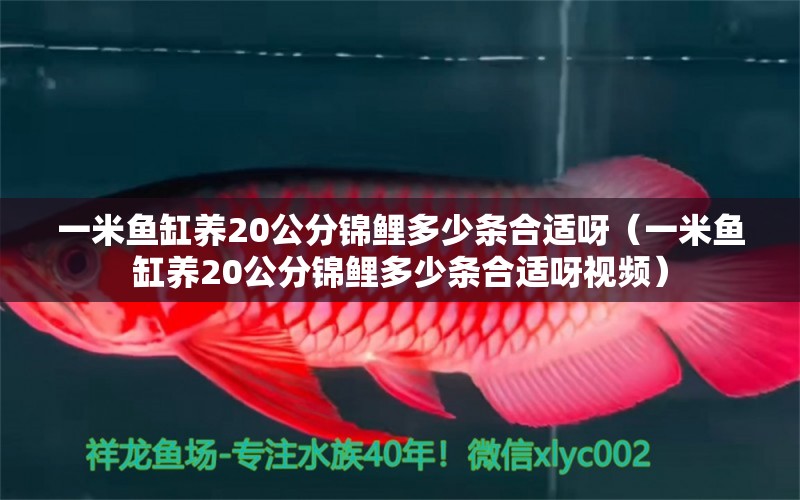 一米魚(yú)缸養(yǎng)20公分錦鯉多少條合適呀（一米魚(yú)缸養(yǎng)20公分錦鯉多少條合適呀視頻） 魚(yú)缸百科