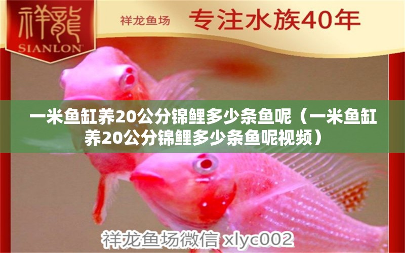 一米魚缸養(yǎng)20公分錦鯉多少條魚呢（一米魚缸養(yǎng)20公分錦鯉多少條魚呢視頻）