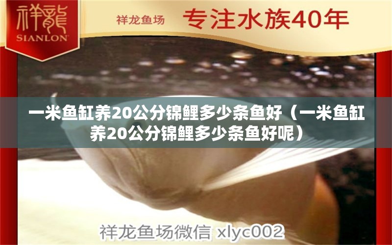 一米魚缸養(yǎng)20公分錦鯉多少條魚好（一米魚缸養(yǎng)20公分錦鯉多少條魚好呢） 魚缸百科