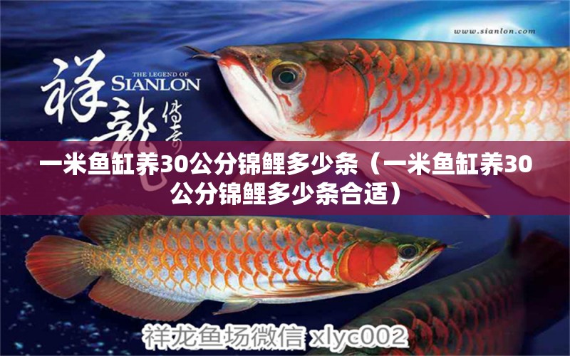 一米魚缸養(yǎng)30公分錦鯉多少條（一米魚缸養(yǎng)30公分錦鯉多少條合適） 魚缸百科